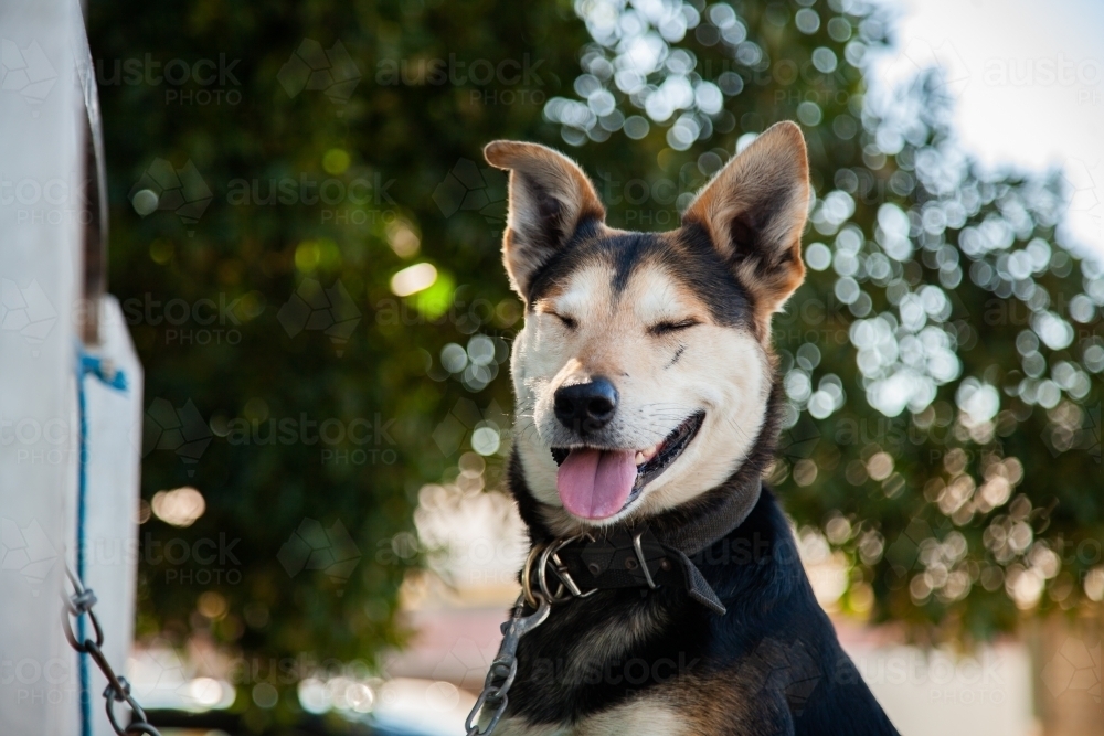 Dog with eyes closed and tongue out - Australian Stock Image