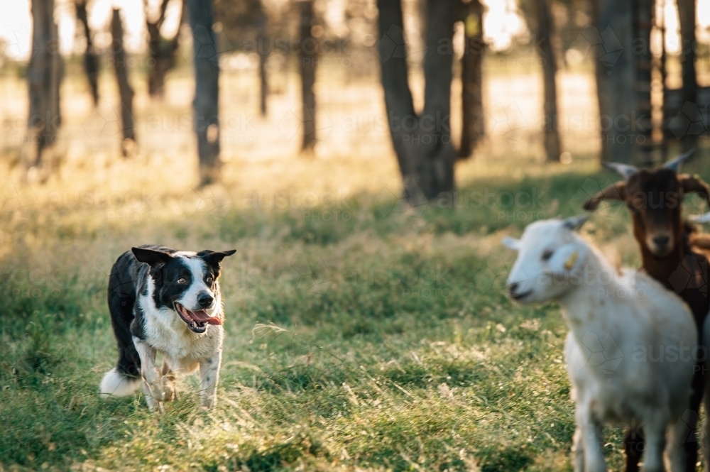Dog with tongue out looking at goats - Australian Stock Image