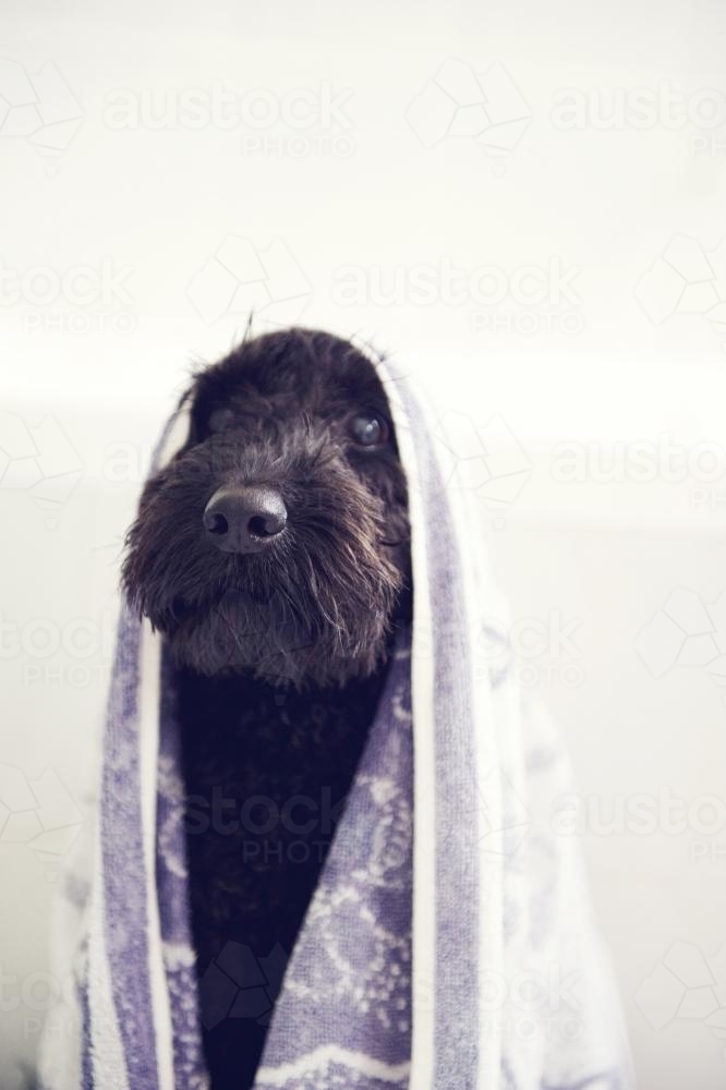Dog wrapped in bath towel after wash - Australian Stock Image