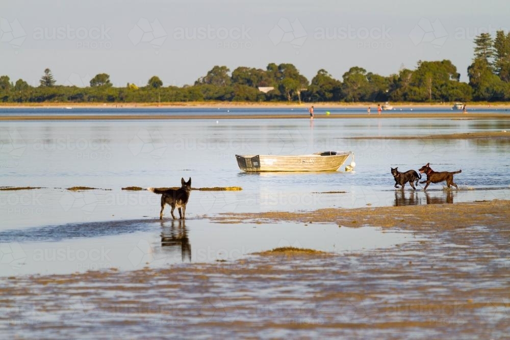 Dogs and Dinghy on the beach - Australian Stock Image