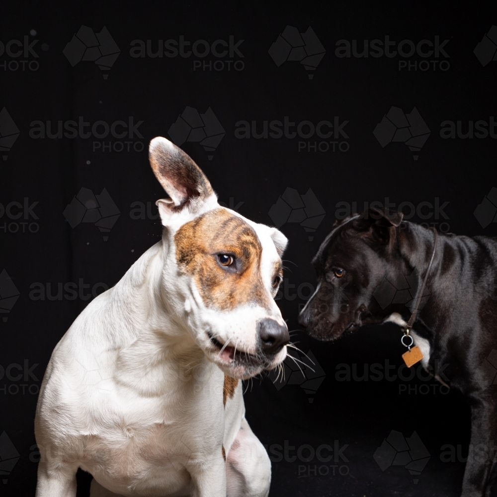 Dogs in Studio catching Treats Thrown to Them. - Australian Stock Image