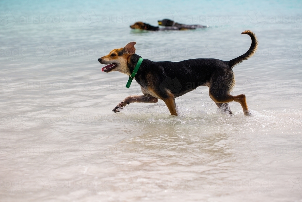 Dogs in the water - Australian Stock Image
