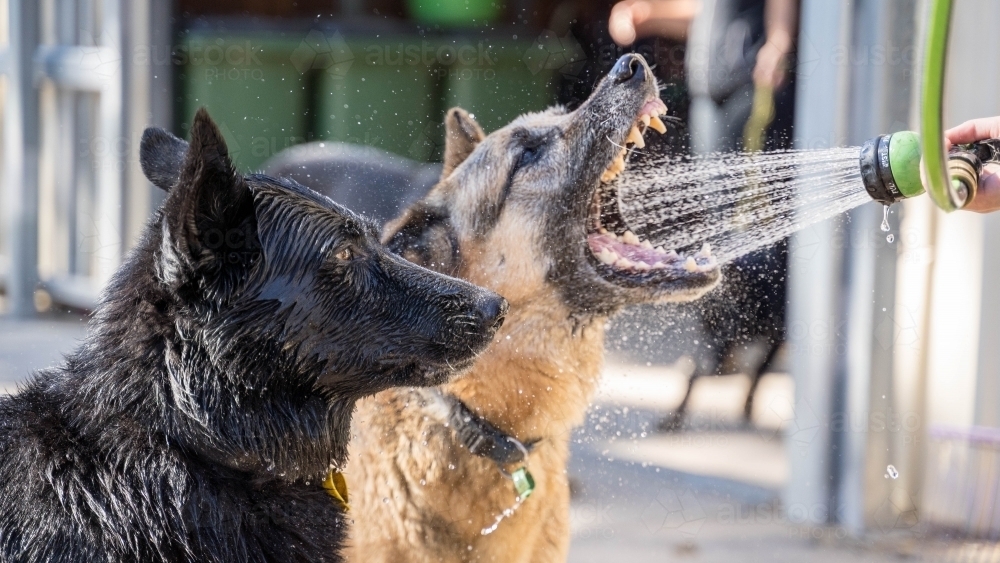 Dogs mouthing at water from hose - Australian Stock Image
