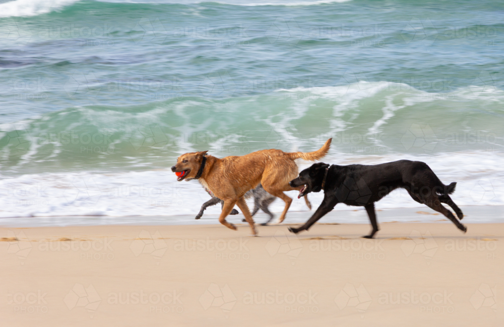 Dogs running on beach playing with ball - Australian Stock Image