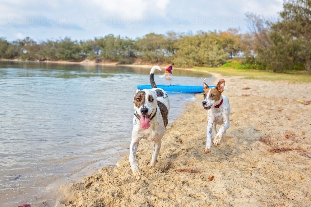 Dogs running on the beach - Australian Stock Image
