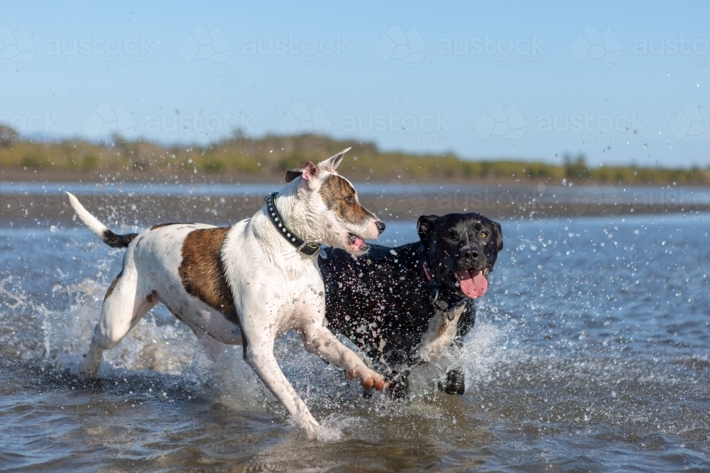 dogs splashing in low tidal waters on the beach - Australian Stock Image
