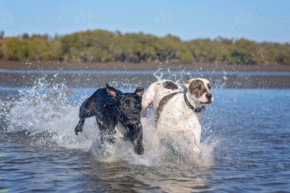 dogs splashing in low tidal waters on the beach - Australian Stock Image