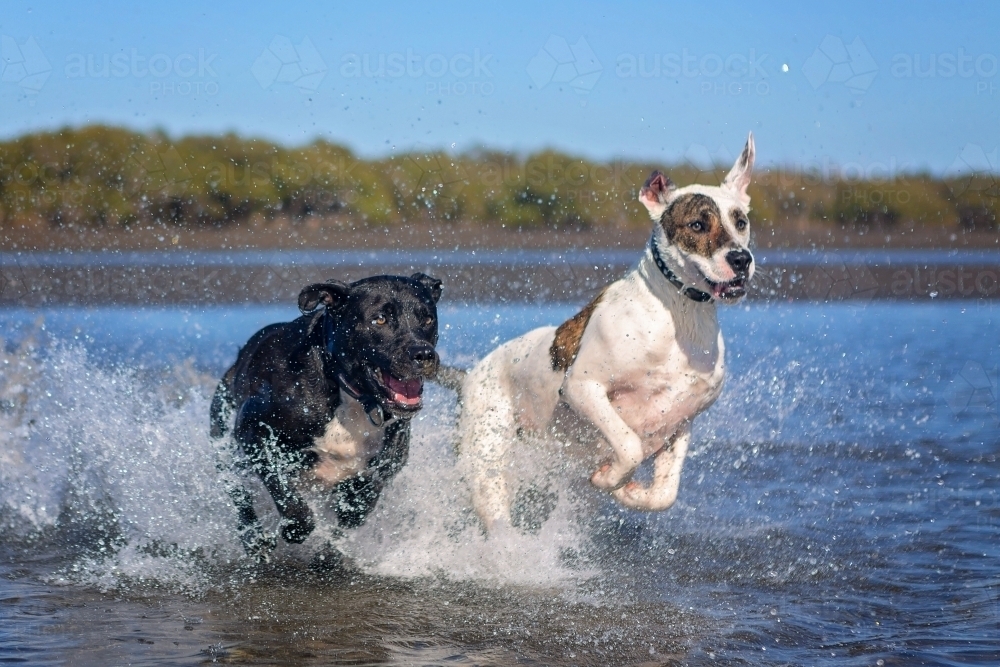 dogs splashing in low tidal waters on the beach - Australian Stock Image