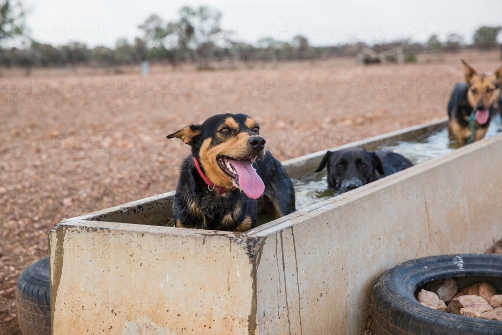 Dogs standing in stock water trough - Australian Stock Image