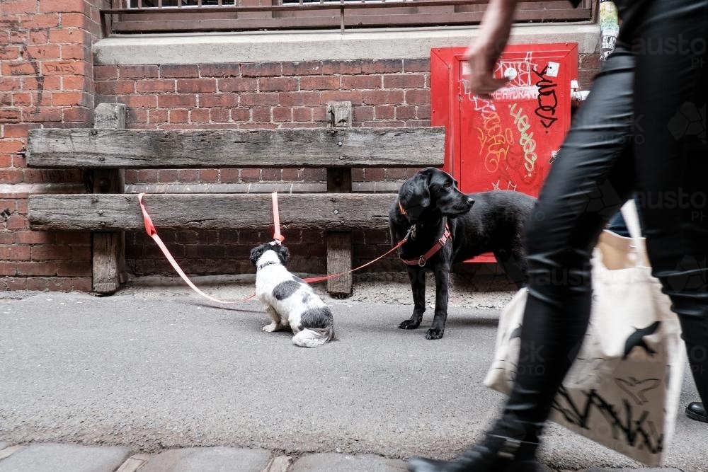 Image of Dogs tied up in Laneway with passing Pedestrians Austockphoto