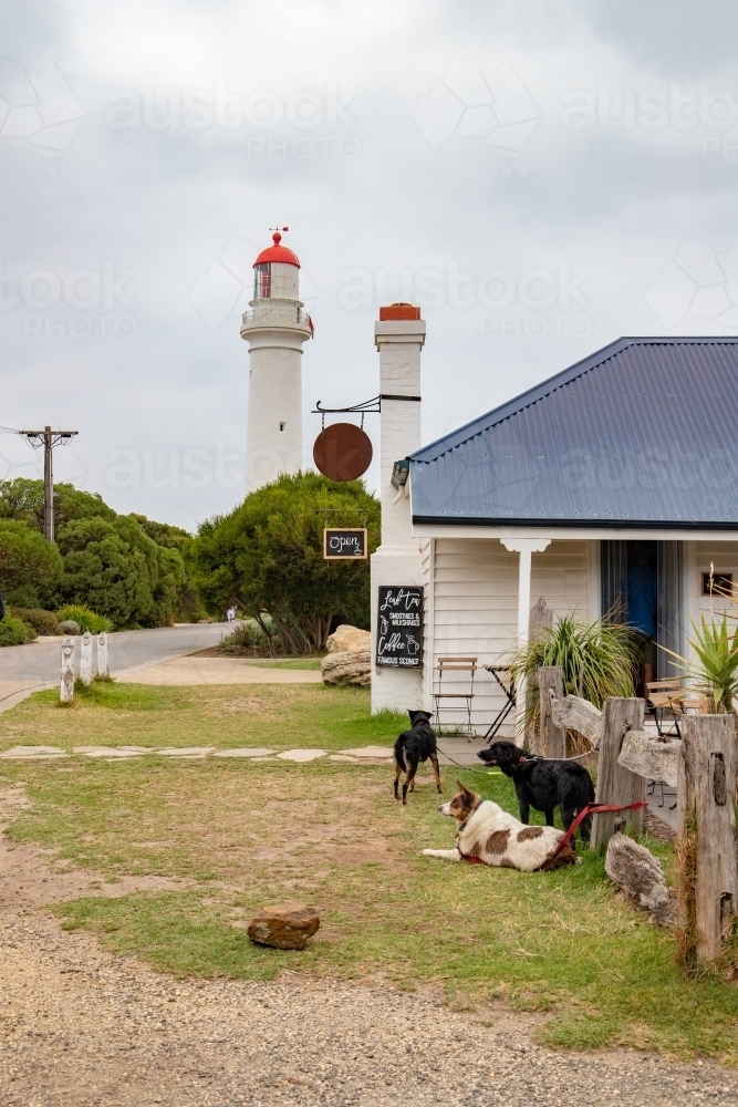 Dogs waiting at cafe infront of lighthouse - Australian Stock Image