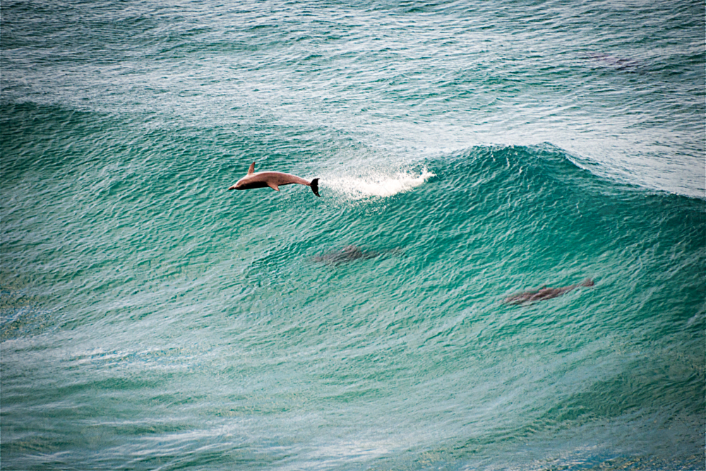 Dolphin launches from turquoise surf as others ride the wave below - Australian Stock Image