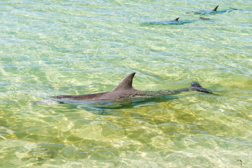 Dolphins gliding in shallow clear waters at Shark Bay. - Australian Stock Image