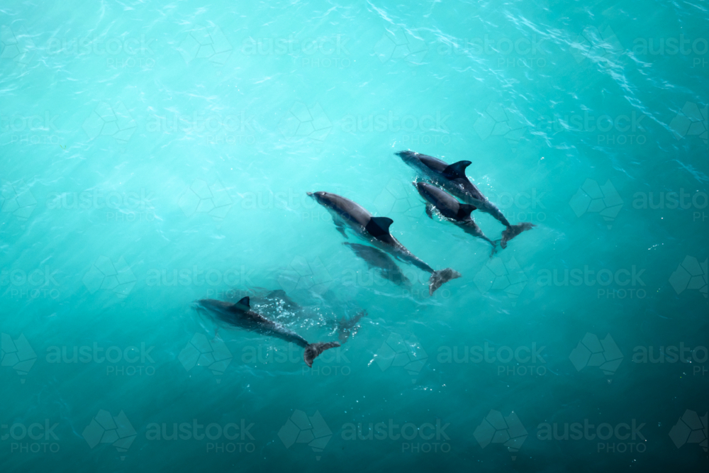 Dolphins in Yorke Peninsula, South Australia - Australian Stock Image