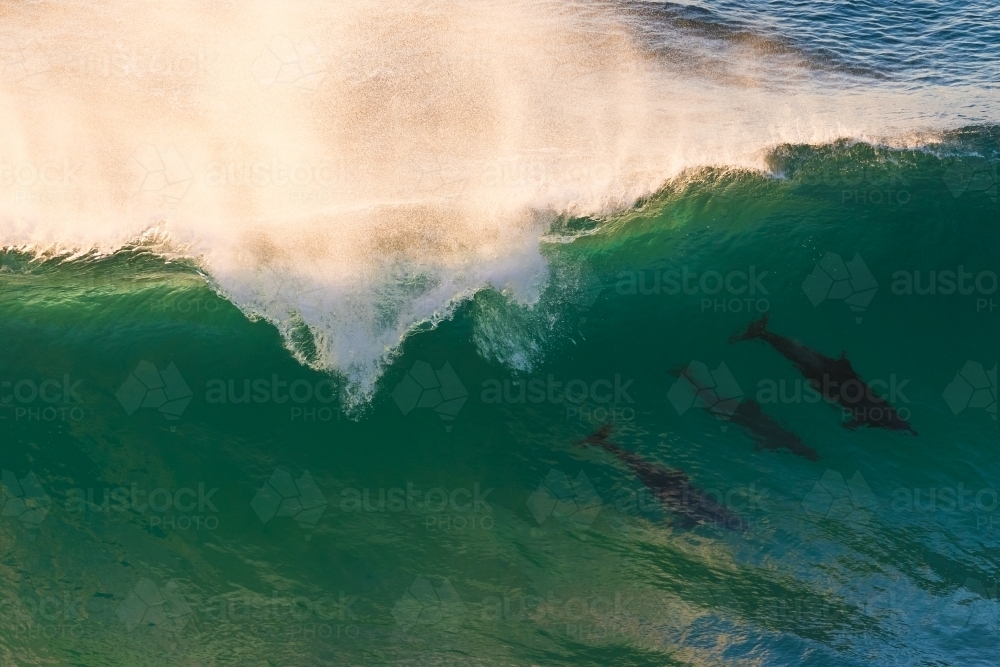 Dolphins Riding Waves - Australian Stock Image