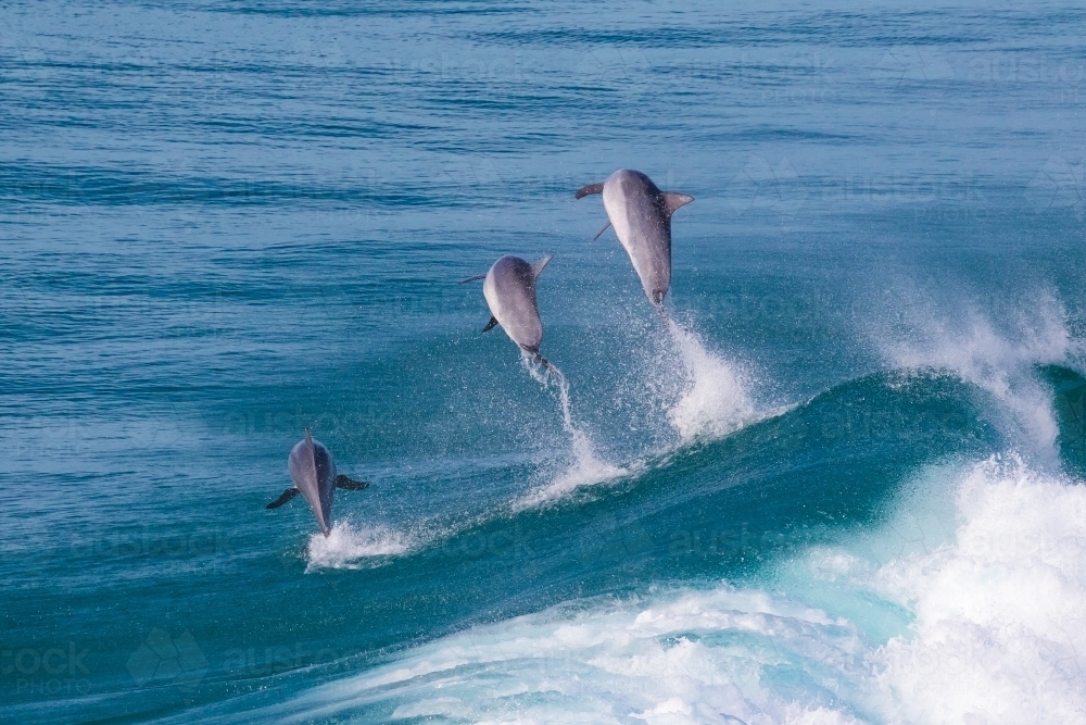 Dolphins Riding Waves - Australian Stock Image