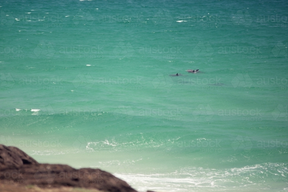Dolphins swimming in green ocean - Australian Stock Image