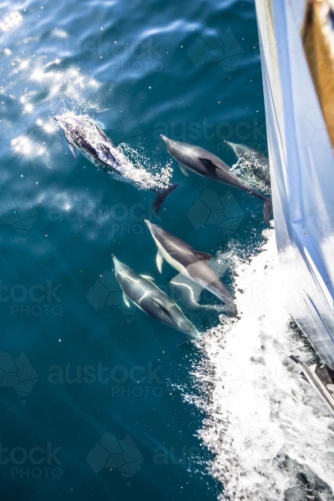 Dolphins swimming on a bow wave - Australian Stock Image