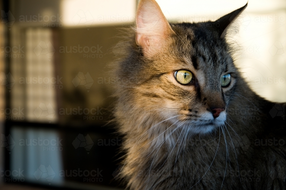 Domestic cat portrait in the late afternoon sun - Australian Stock Image