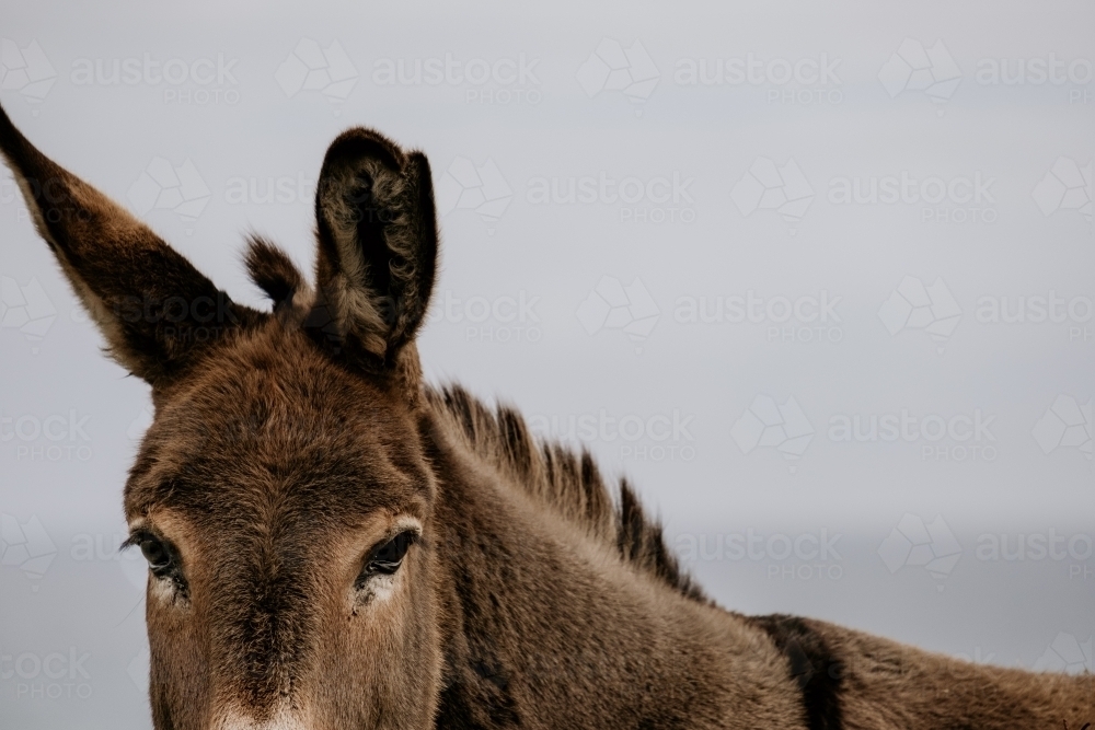 Donkey - Australian Stock Image
