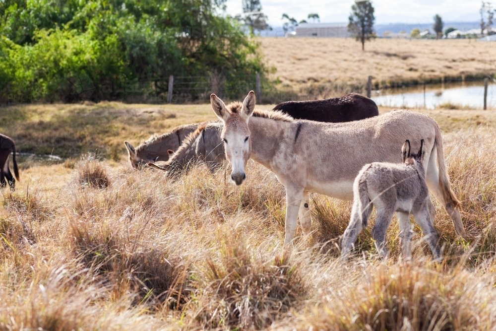 Donkey foal standing by jenny donkey in paddock - Australian Stock Image