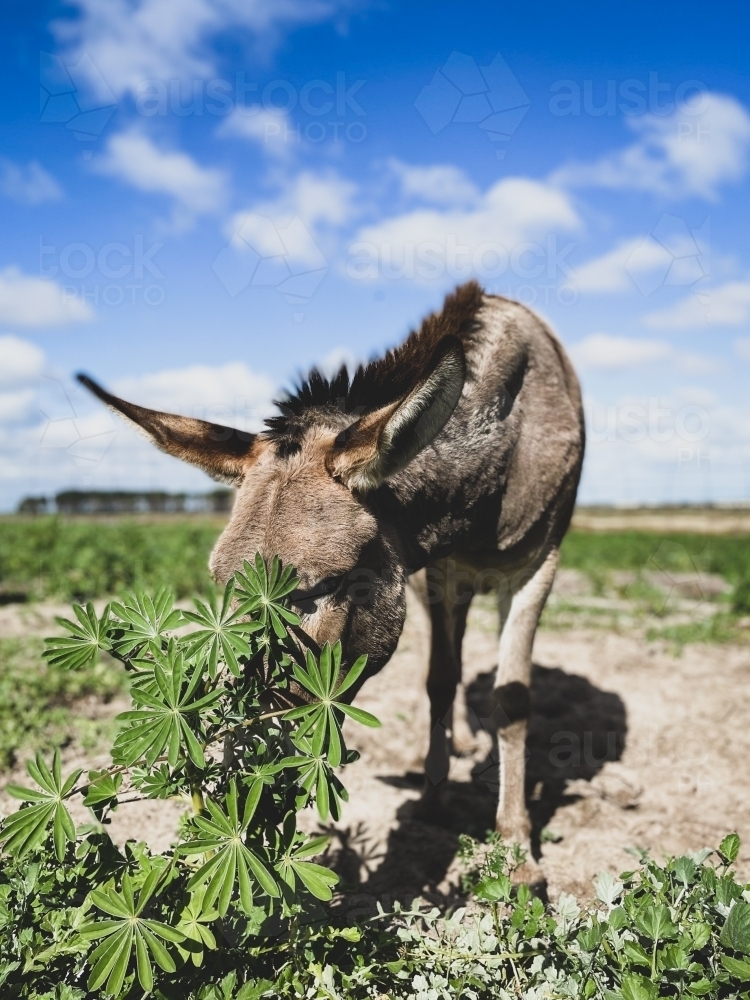 Donkey in rural field feeding on lupin plant on sunny day - Australian Stock Image