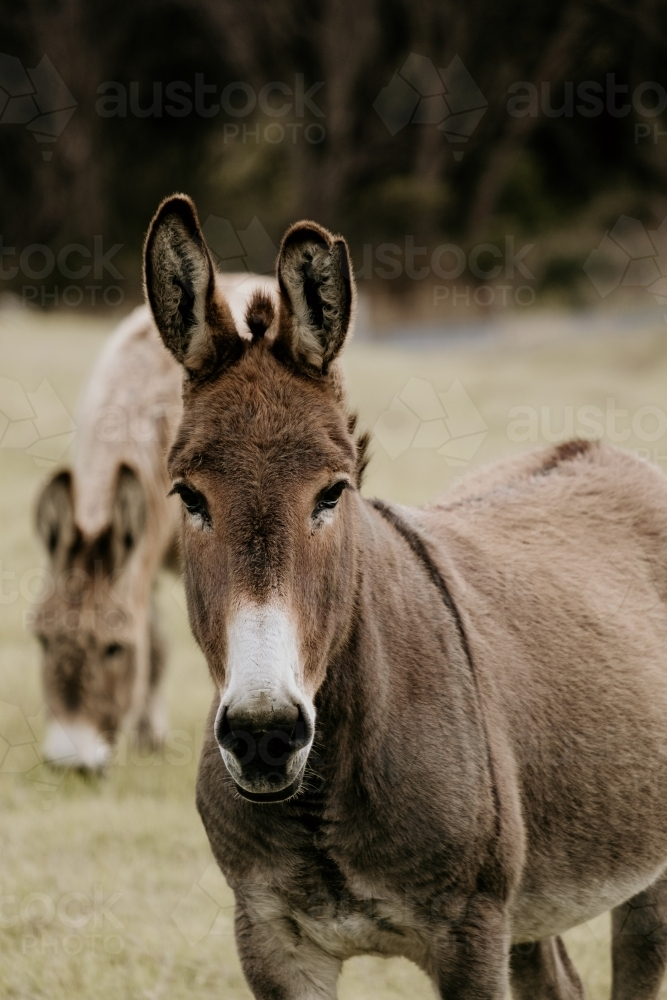 Donkey standing in a paddock gazing intently - Australian Stock Image