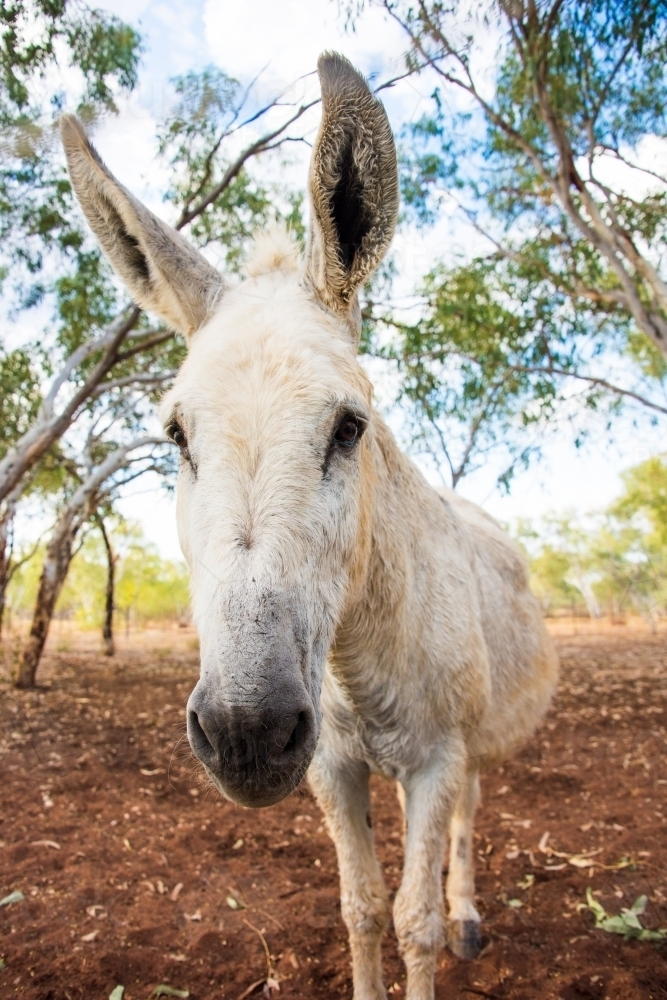 Donkey walking toward the camera - Australian Stock Image
