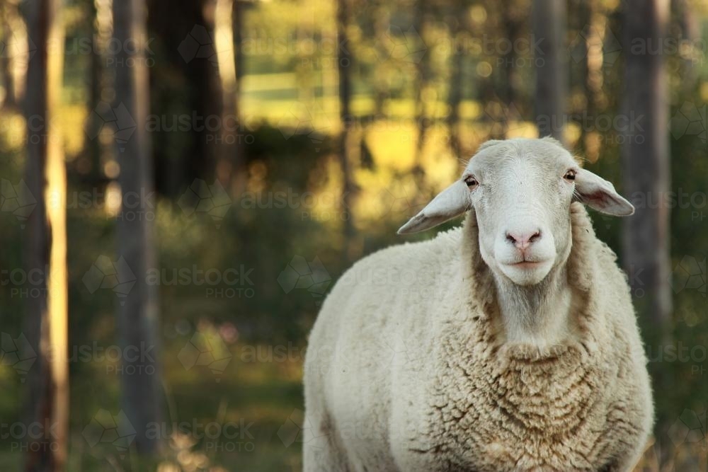 Dorper Ewe with trees behind - Australian Stock Image