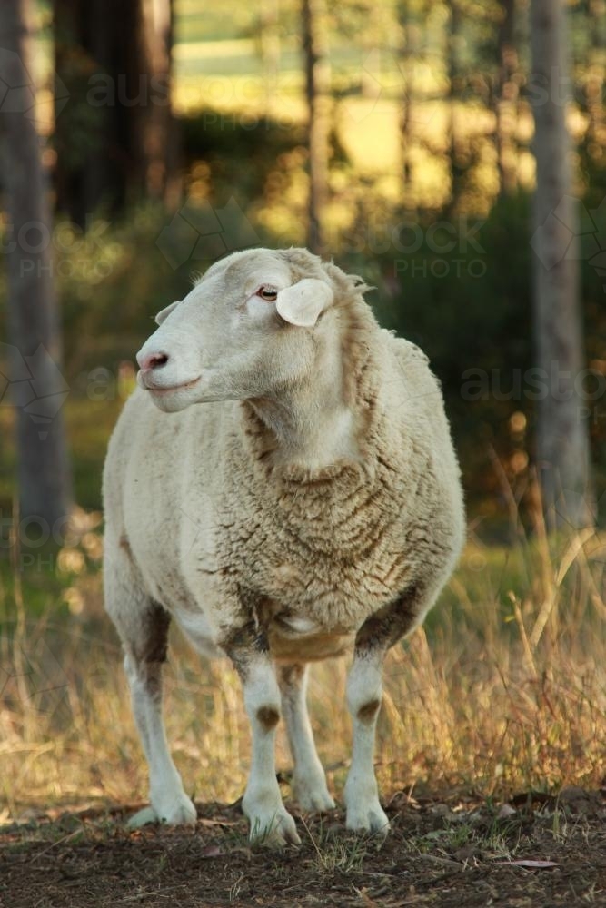 Dorper Ewe with trees behind - Australian Stock Image