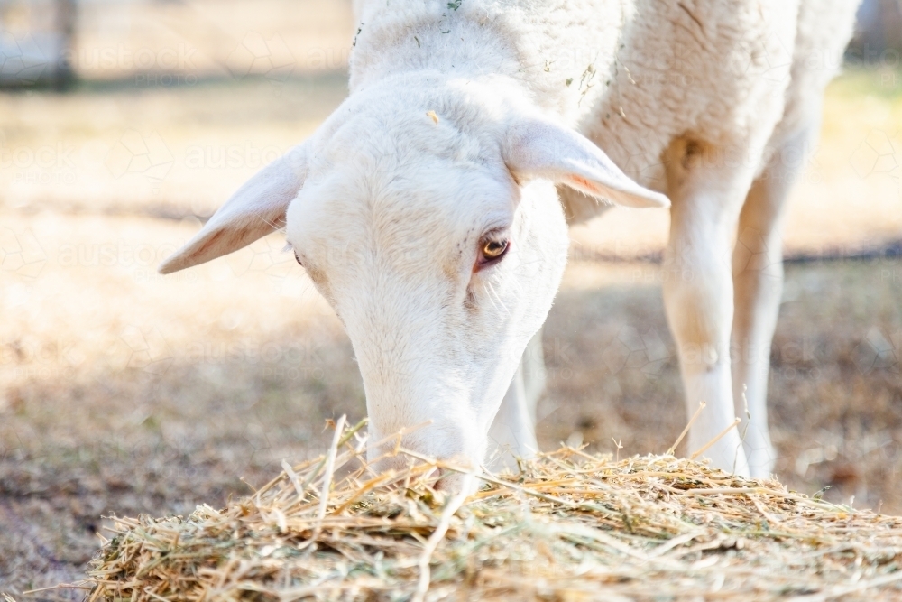 Dorper sheep eating hay - Australian Stock Image