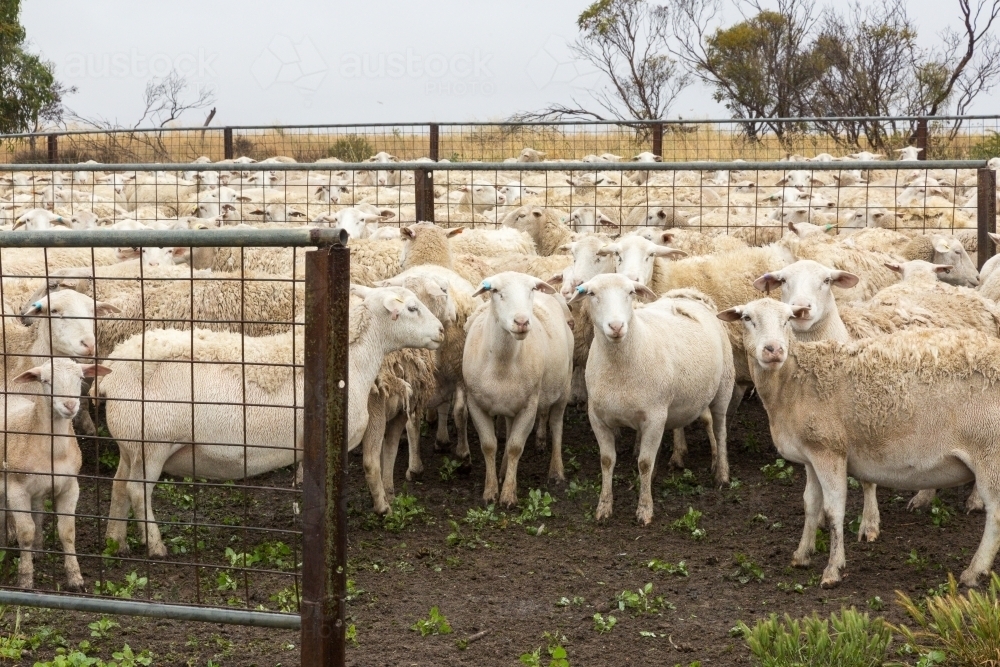 Dorper sheep in sheep yards - Australian Stock Image