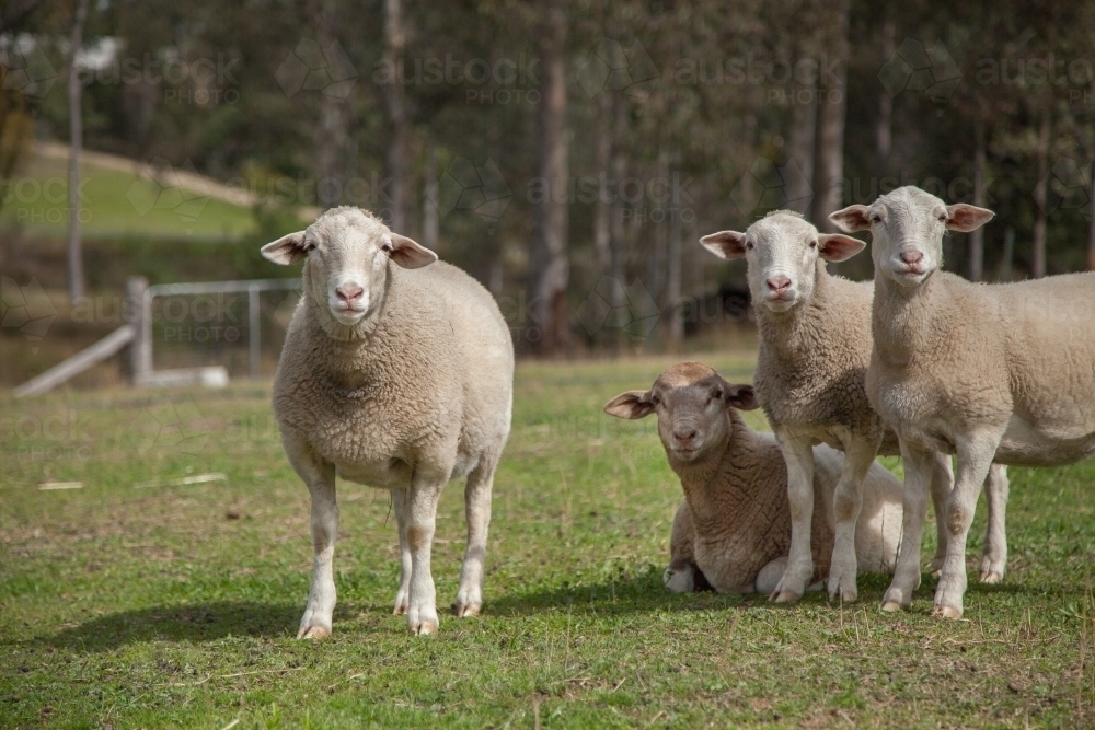 Dorper sheep standing together in a paddock in the sunlight - Australian Stock Image
