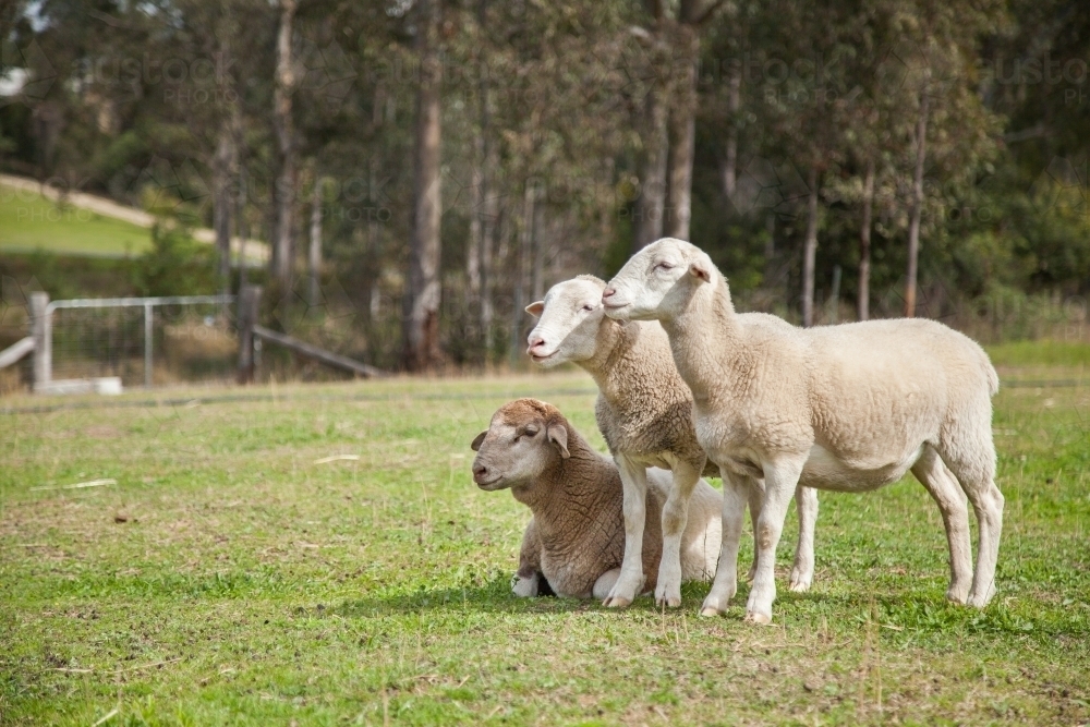 Dorper sheep standing together in a paddock in the sunlight - Australian Stock Image