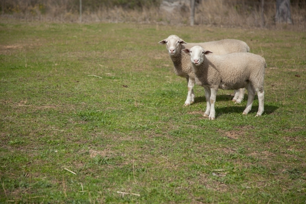 Dorper sheep standing together in a paddock in the sunlight - Australian Stock Image