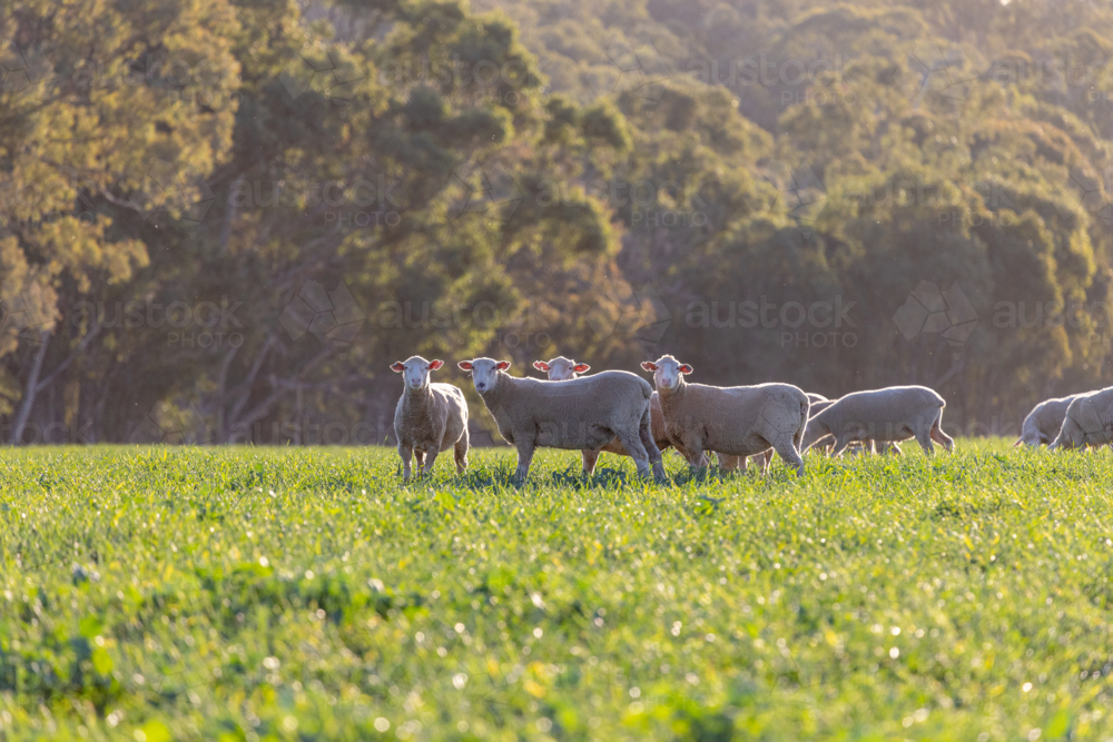 Dorset lambs standing in a green grazing wheat crop at sunset - Australian Stock Image
