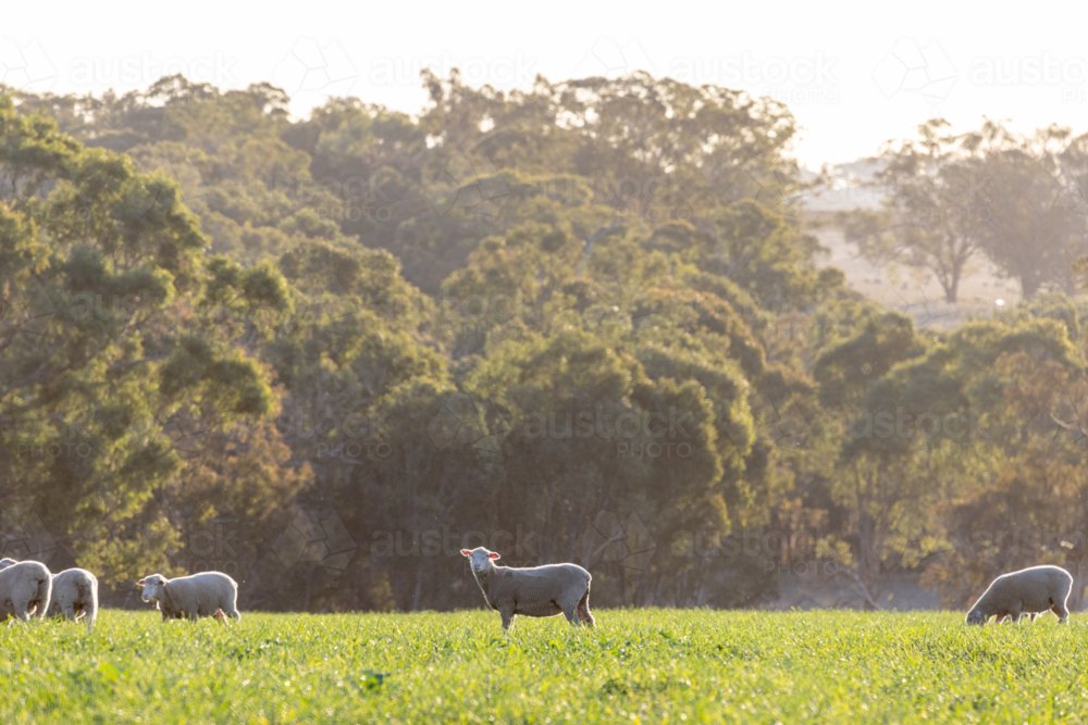 Dorset lambs standing in a green grazing wheat crop at sunset - Australian Stock Image