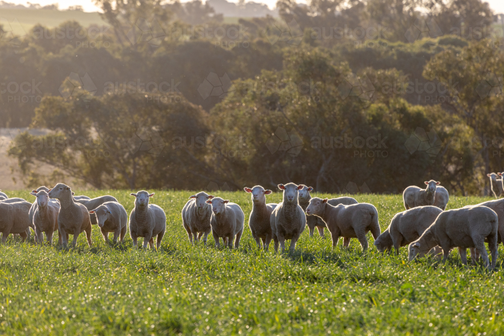 Dorset lambs standing in a green grazing wheat crop at sunset - Australian Stock Image