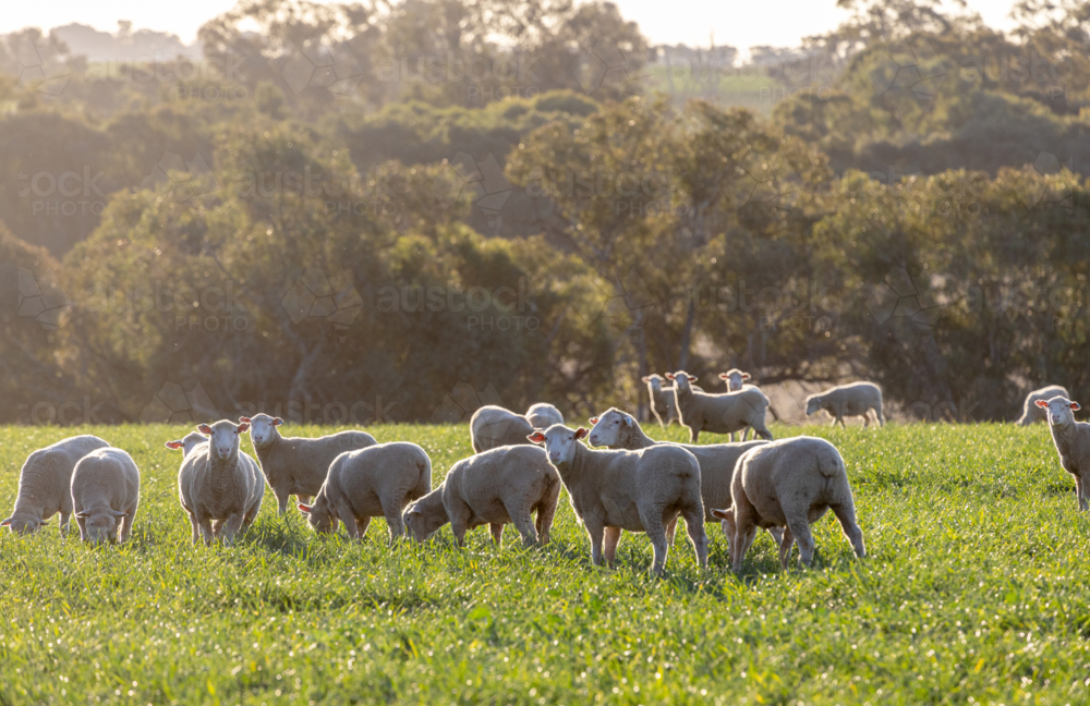 Dorset lambs standing in a green grazing wheat crop at sunset - Australian Stock Image