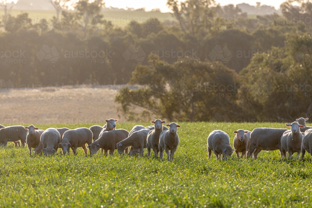 Dorset lambs standing in a green grazing wheat crop at sunset - Australian Stock Image