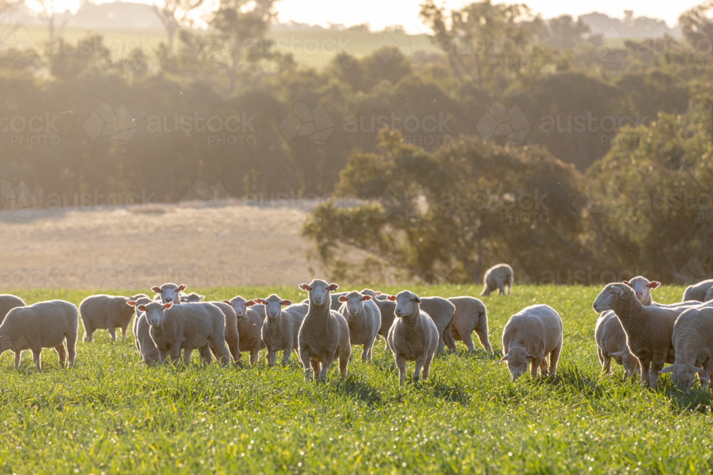 Dorset lambs standing in a green grazing wheat crop at sunset - Australian Stock Image