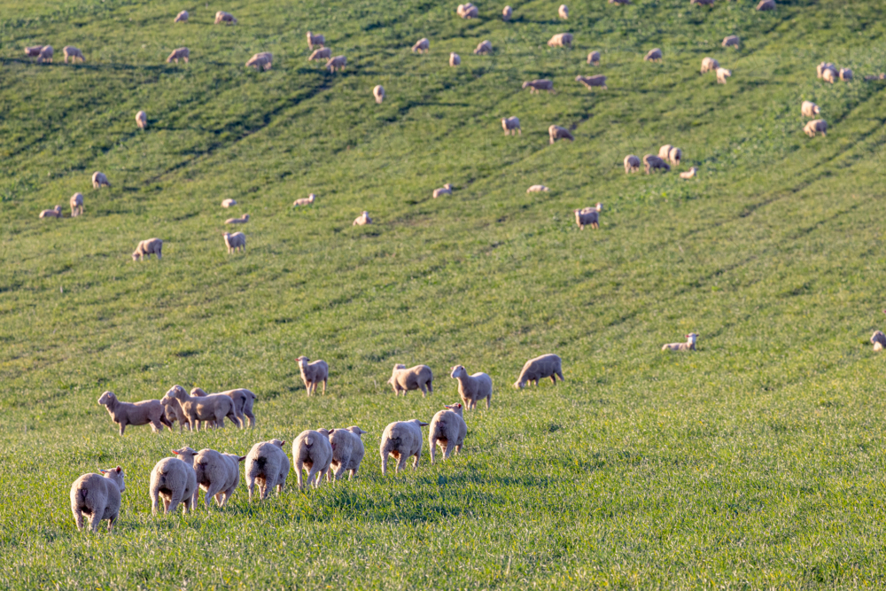 Dorset lambs standing in a green grazing wheat crop at sunset - Australian Stock Image