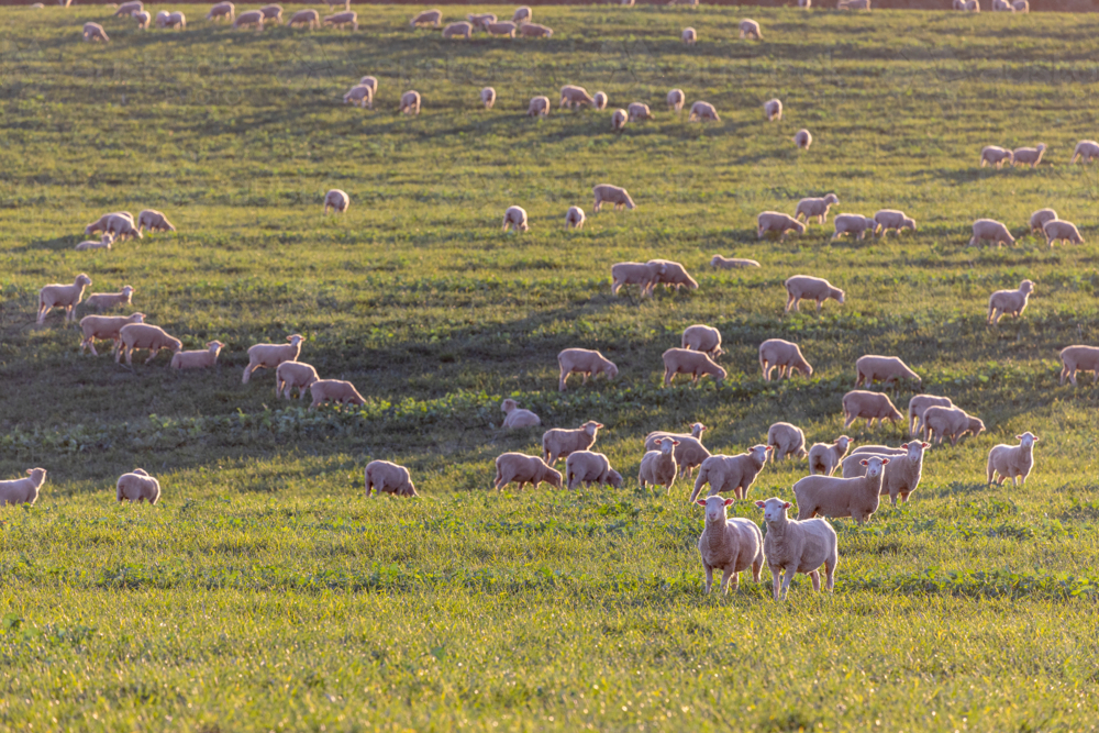 Dorset lambs standing in a green grazing wheat crop at sunset - Australian Stock Image