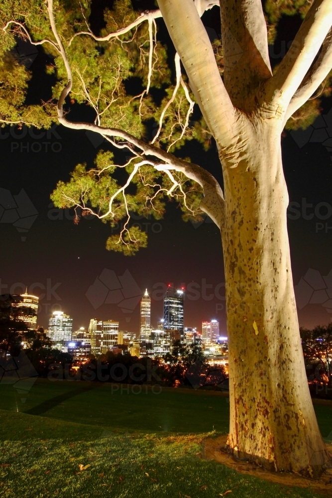 Downtown city lights of Perth CBD framed by a gumtree - Australian Stock Image