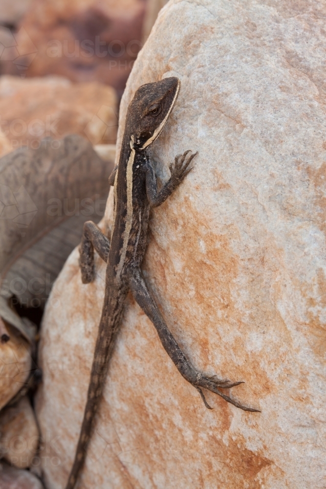 Dragon lizard clinging to a rock - Australian Stock Image