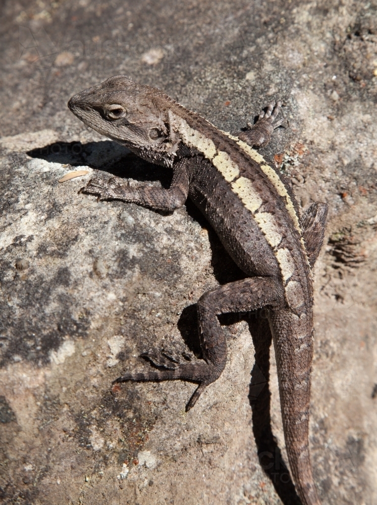 Dragon lizard crouching on a rock - Australian Stock Image