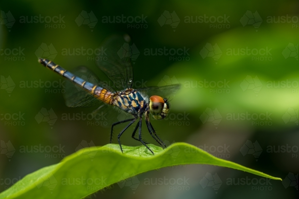 Dragonfly - Australian Stock Image