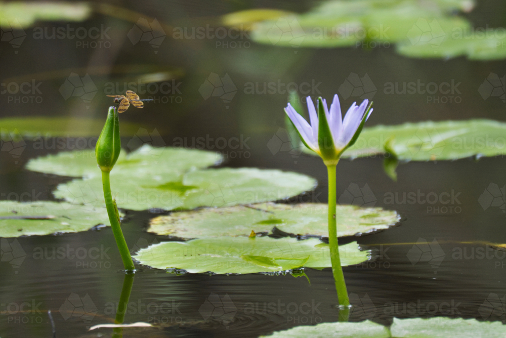 Dragonfly, grasshopper on water lilies with purple flower - Australian Stock Image