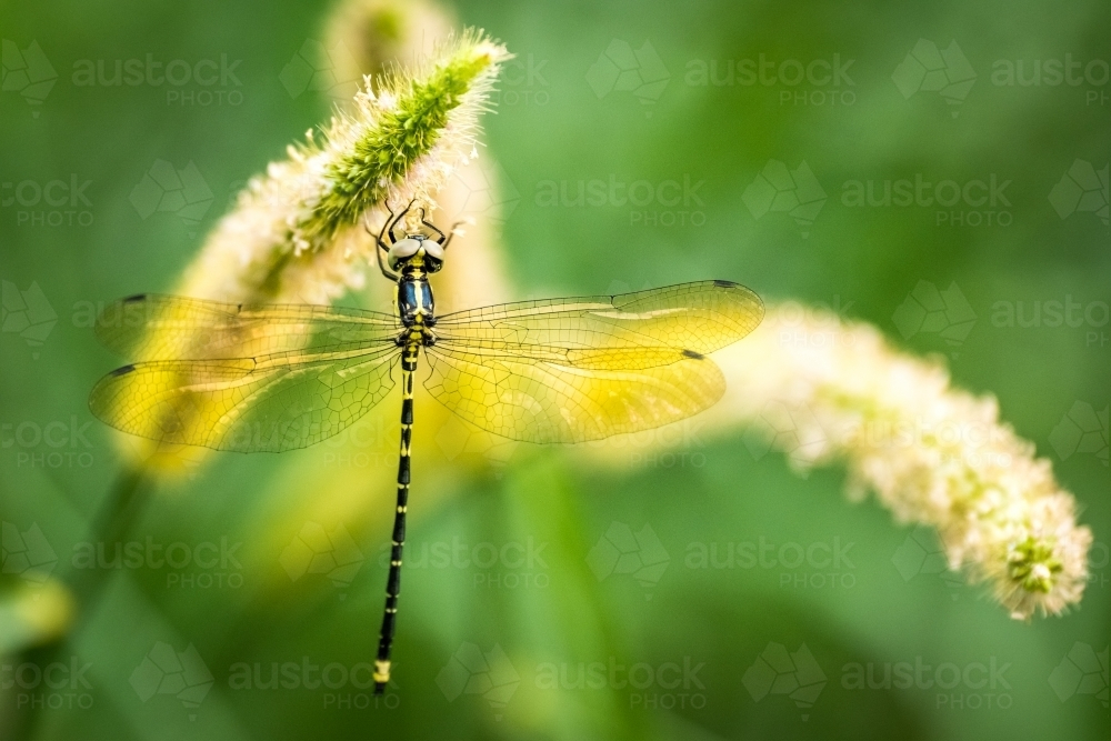 Dragonfly perched on a plant with a fuzzy flower spike. - Australian Stock Image