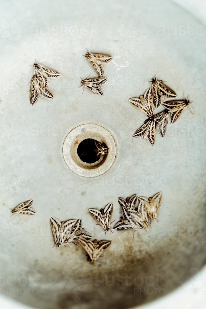 Drain of Outdoor Sink crawling with wild moths - Australian Stock Image